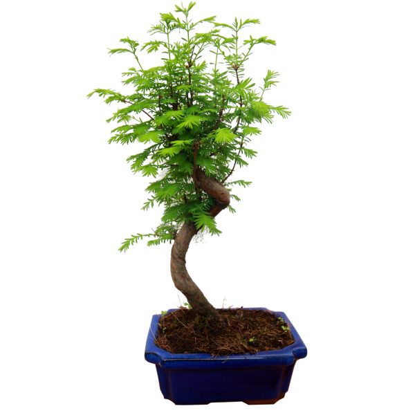 metasequoia bonsai care